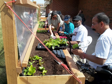 individuals gardening from chairs