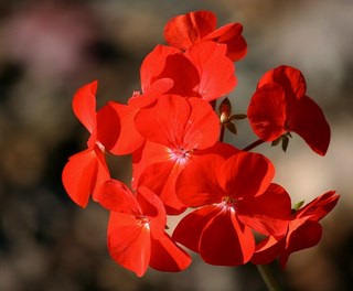 Geranium 